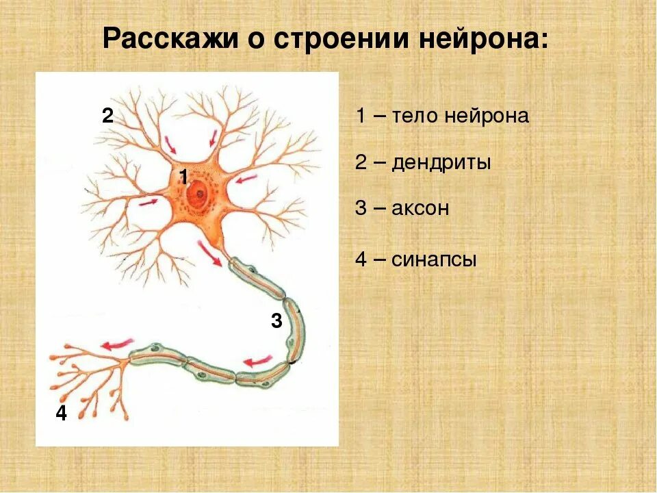 Нервная ткань состоит из собственно нервных. Строение нейрона человека. Строение нейрона биология 8 класс. Строение нейрона и функции его частей. Строение нервной клетки нейрона.