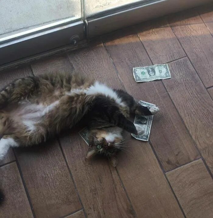 Кот бакс. Кот экономист. Cats start earning. Котята играются. Cats start earning.