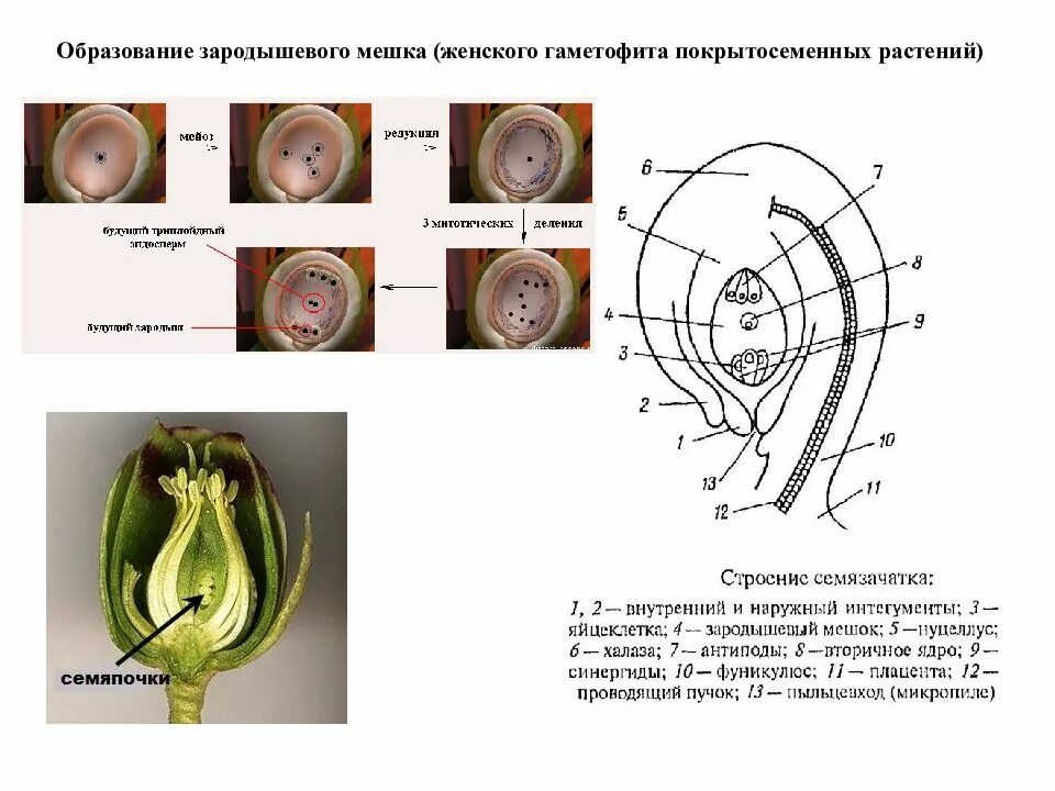 Женский гаметофит цветковых растений. Образование мужского гаметофита у покрытосеменных. Гаметофит покрытосеменных. Строение гаметофита покрытосеменных. Жизненный цикл покрытосеменных гаметофит и спорофит.