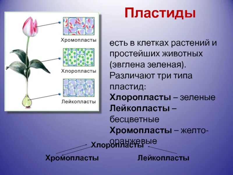 Пластиды клетки растений и животных. Пластиды листа лука. в клетках растений есть пластиды. хромопласты в клетках растений. классификация пластид.