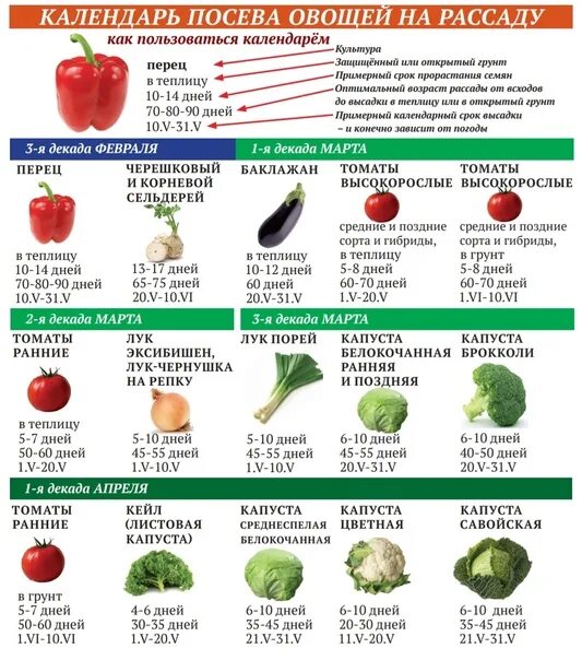 Календарь посадки овощей на 2024 год. Календарный посадки овощей. Календарь рассады. Сроки посадок разных овощных культур. Рассада перца.