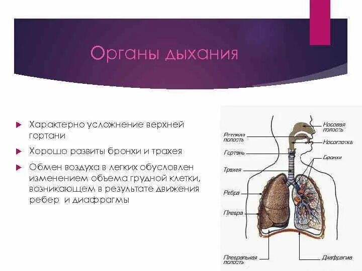Физиология дыхательной системы человека. Дыхательная система птиц 7 класс. Какие органы дыхания характерны для. Какие органы дыхания характерны для. Пресмыкающиеся строение дыхательной системы.