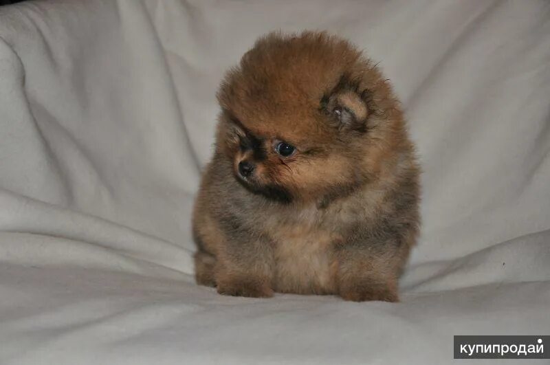 померанский шпиц 1 месяц. белые щенки шпица 1 месяц. щенки шпица в месяц как выглядят. шпиц померанский щенок 1 месяц. шпиц померанский щенок 1 месяц.