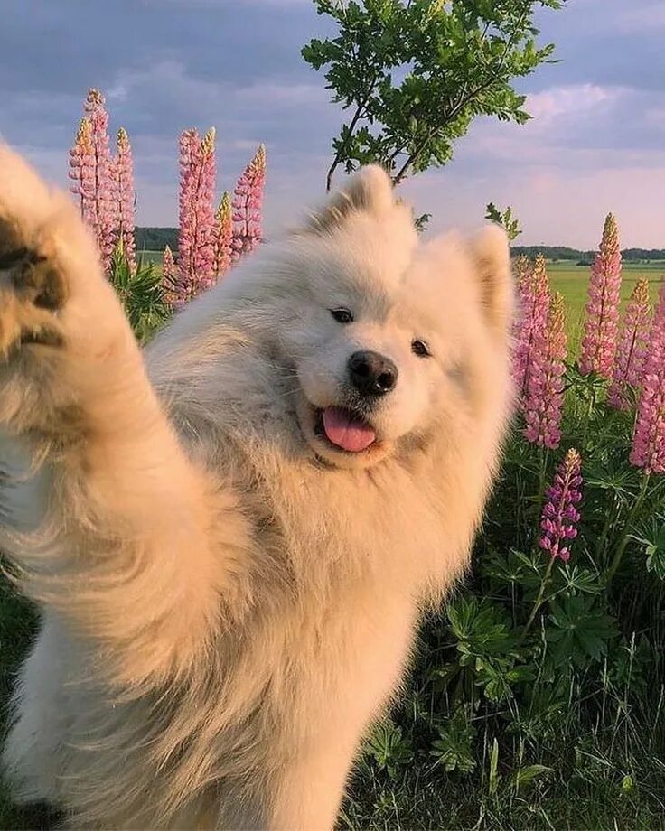 Как выглядит собака породы самоед Image result for samoyed Labrador retriever, Rottweiler, Akita