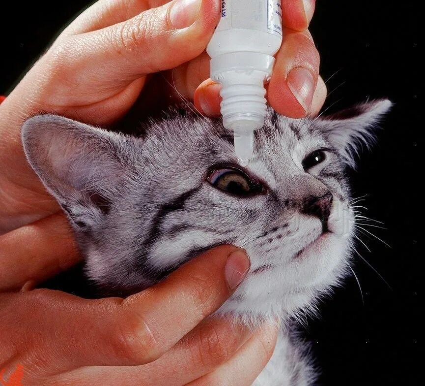Котенок с таблетками. Капли для промывания глаз кошкам. Промывание глаз у животных. Протирать глаза котенку. Капли промывать глаза коту.