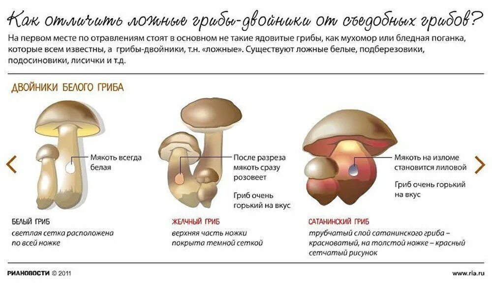 Ложный Боровик двойник белого гриба. Ложный белый гриб описание отличия. Как отличить белый гриб от ложного белого гриба. Ложные грибы двойники подберезовика.