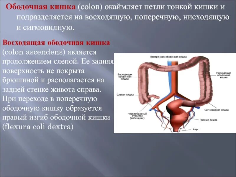 Слепая и ободочная кишка. Восходящая ободочная кишка. Восходящей ободочной кишки. Границы ободочной кишки.