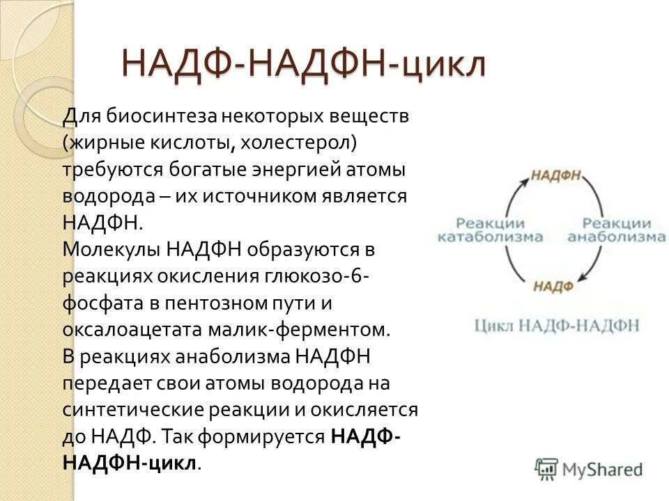 надф. окисленный и восстановленный надф. строение кофермента надф. надф. коферменты над и надф.