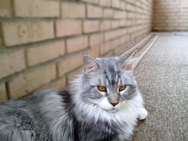 видео тут коты