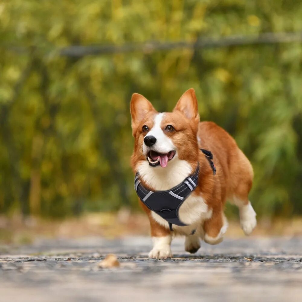 собака жжет