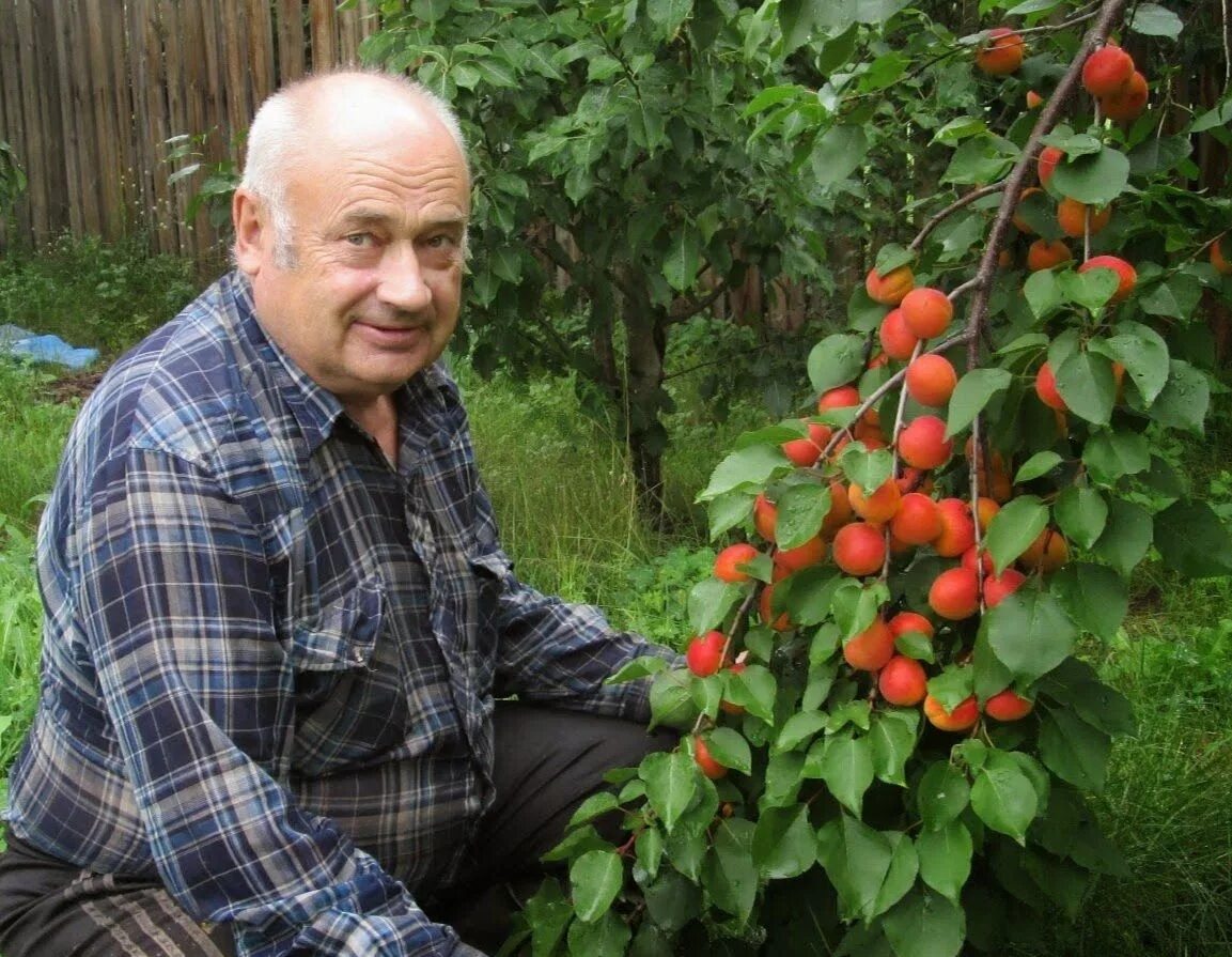 Двирник саженцы крутые хутора питомник. Двирник саженцы крутые хутора питомник. Питомник хутор степановский. Крутые хутора липецкая область питомник. Крутые хутора питомник каталог.