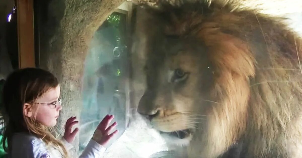 Лев в зоопарке съедает. Девочка и Лев в зоопарке. Зоопарк за стеклом. Лев стекло зоопарк. Девушка со львом за стеклом.