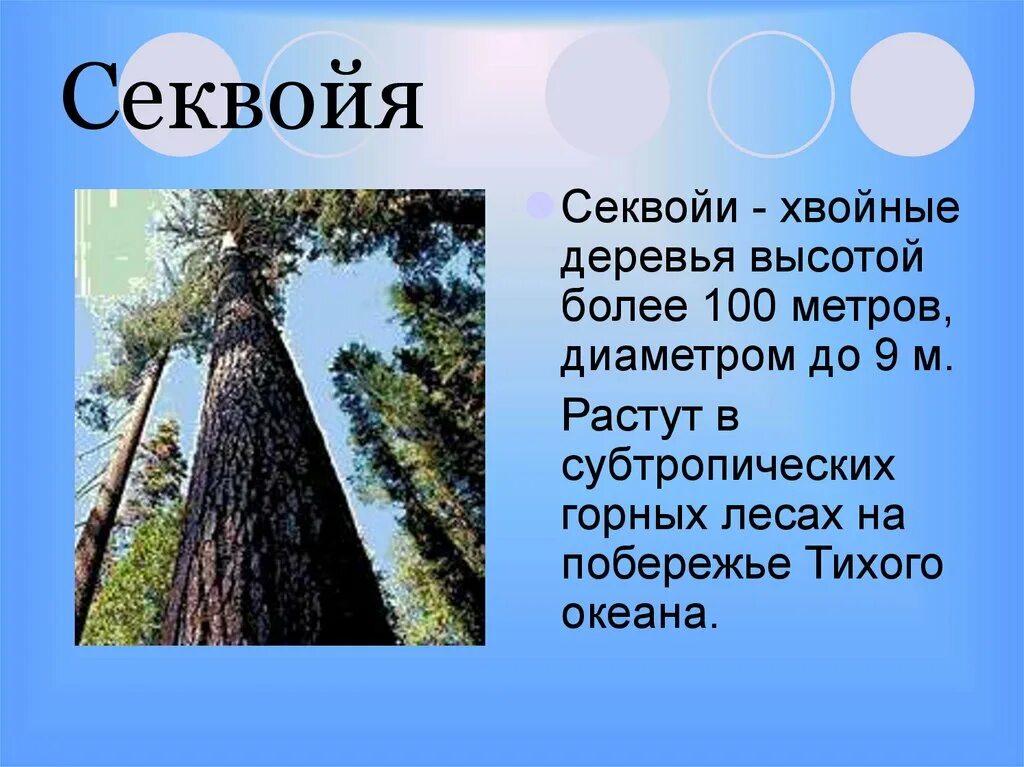 В каких странах какие растут деревья