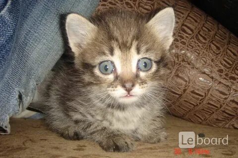 Котята омск