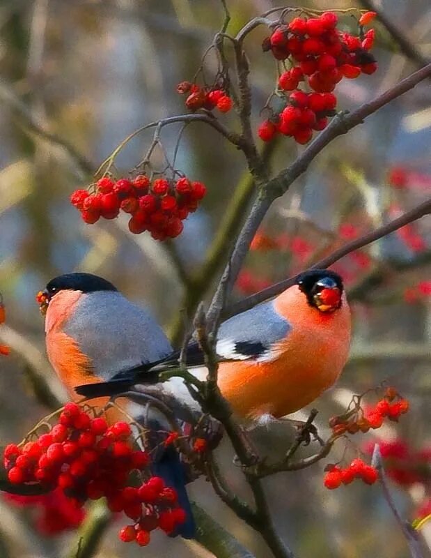 Снегири на рябине. Снегири на рябине. Снегири на рябине. Снегирь сидит на рябине. Снегирь ест рябину.