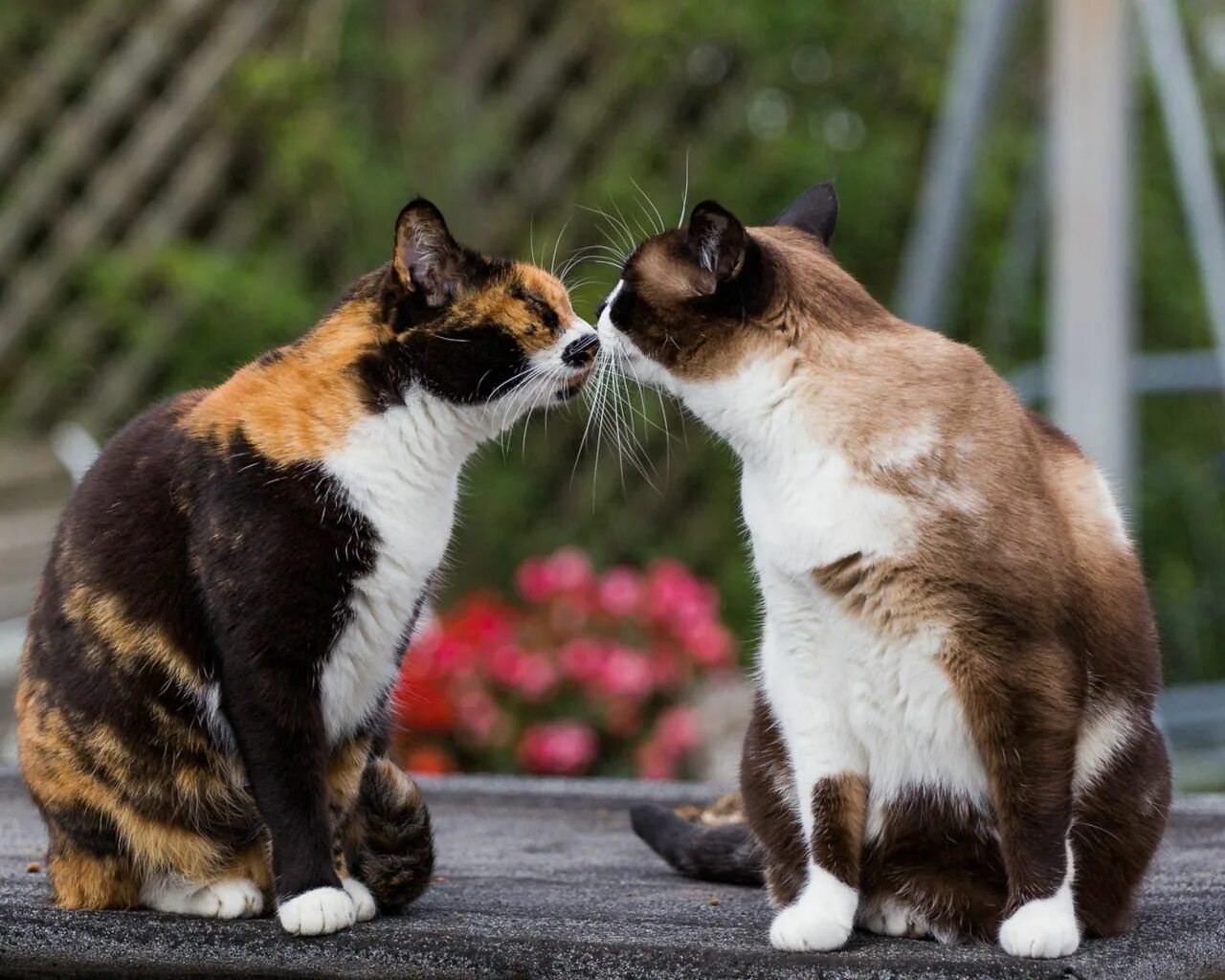 Met cat. Сиамский Сноу-Шу. Влюбленные котики. Два кота. Кошки на свидании.