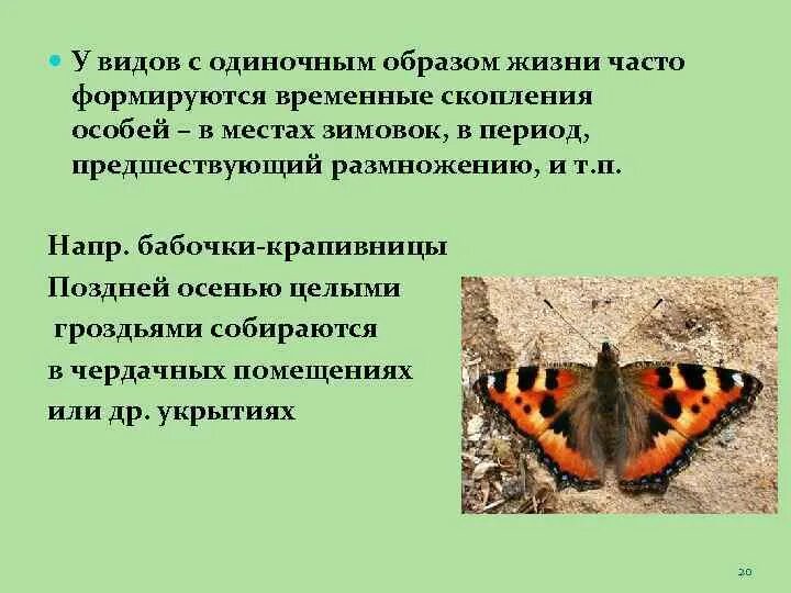 Тип симметрии бабочки крапивницы. Среда обитания бабочки крапивницы. Жизненный цикл бабочки крапивницы. Тип приспособления бабочки крапивницы. Сделайте описание бабочки крапивницы