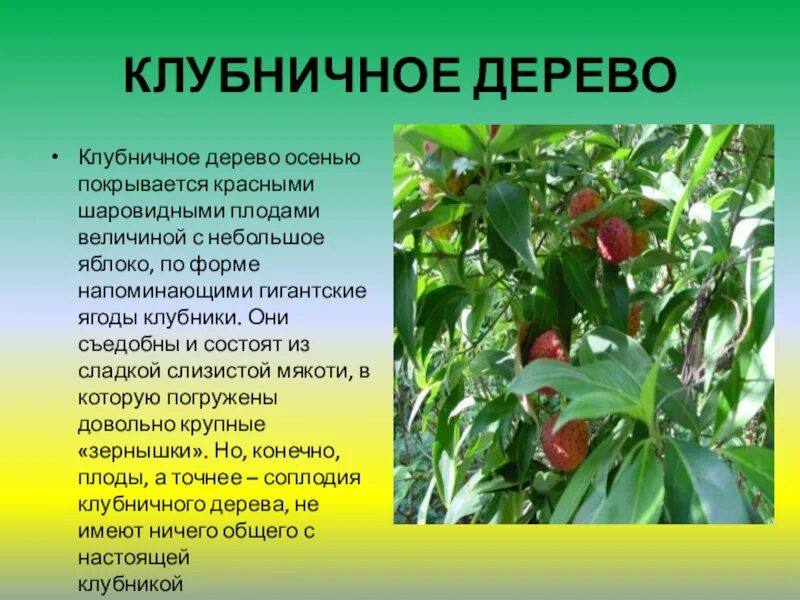 SAFLAX Земляничное дерево - 50 семян - Arbutus unedo - купить по низким ценам в 