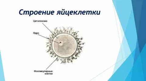 Самые маленькие размеры имеет яйцеклетка трески лягушки