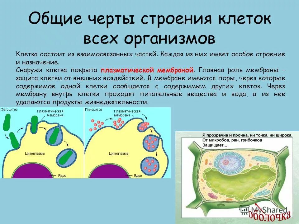 Любые клетки имеют. Общие черты строения клеток. Общее строение клетки. Клетка состоит из. Клеточное строение организмов.