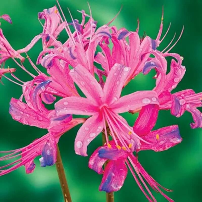 Frozen spider lily art