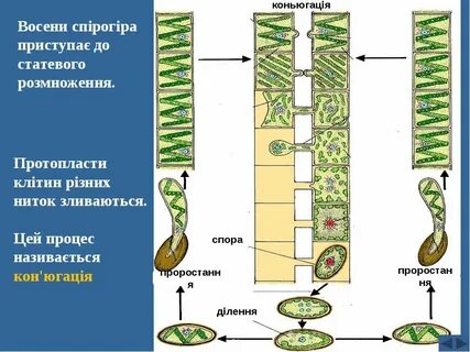 Установите соответствие зеленые водоросли