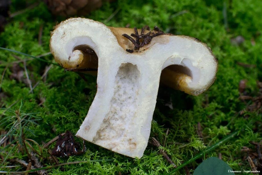 шампиньон пластинчатый гименофор. гриб боровик срез. гриб боровик в разрезе. трубчатый гименофор белого гриба. мякоть у грибов.