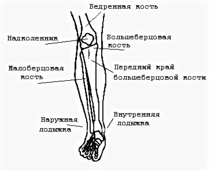 Голень у человека где находится 4 класс. Голень щиколотка. Строение щиколотки ноги. Лодыжка у человека. Лодыжка голень бедро.