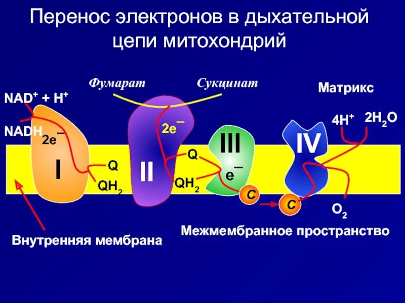 Последовательность образования атф в митохондриях. Строение дыхательной цепи митохондрий цепи переноса электронов ЦПЭ. АТФ синтаза в митохондрии. Цепь переноса электронов биохимия. Комплексы цепи переноса электронов в митохондриях.