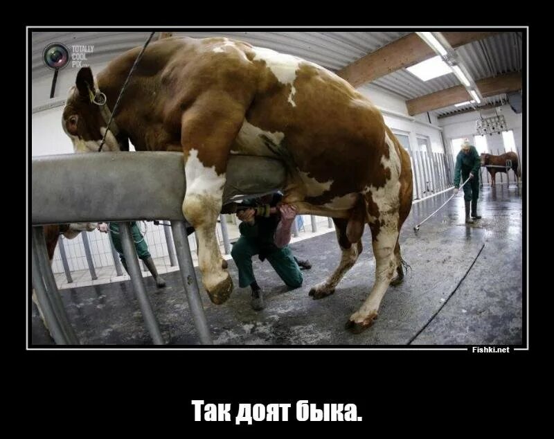 Что у коровы впереди а у быка. Что у коровы впереди а у быка