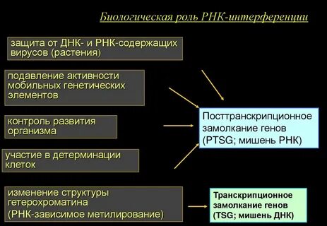 Биологическая роль генов