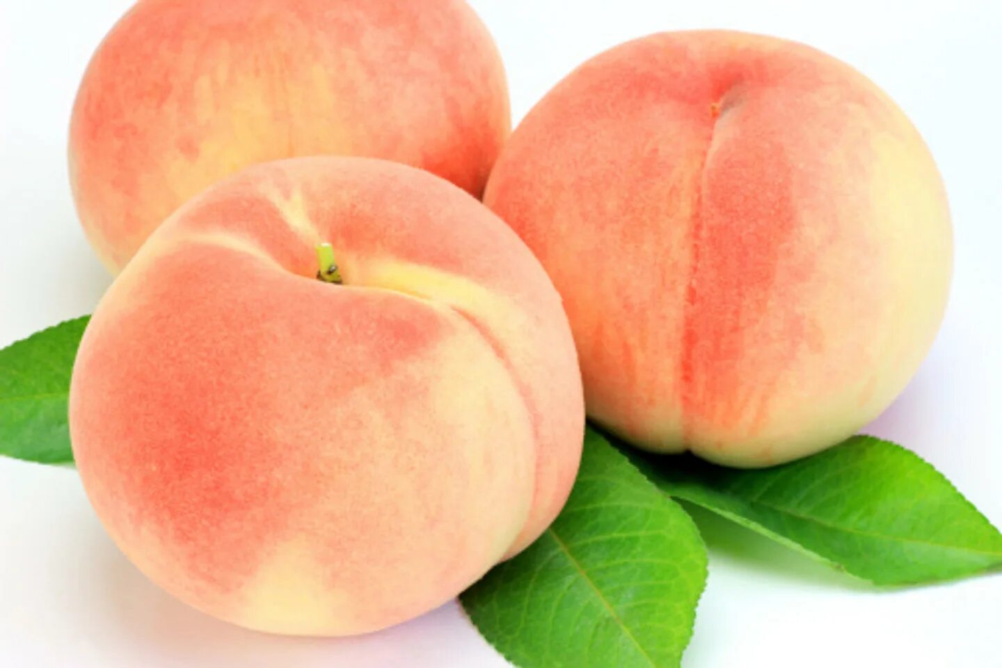 персик обыкновенный persica vulgaris. персики на оранжевом фоне. схема подкормки персика. волосатый персик. нежный персик.