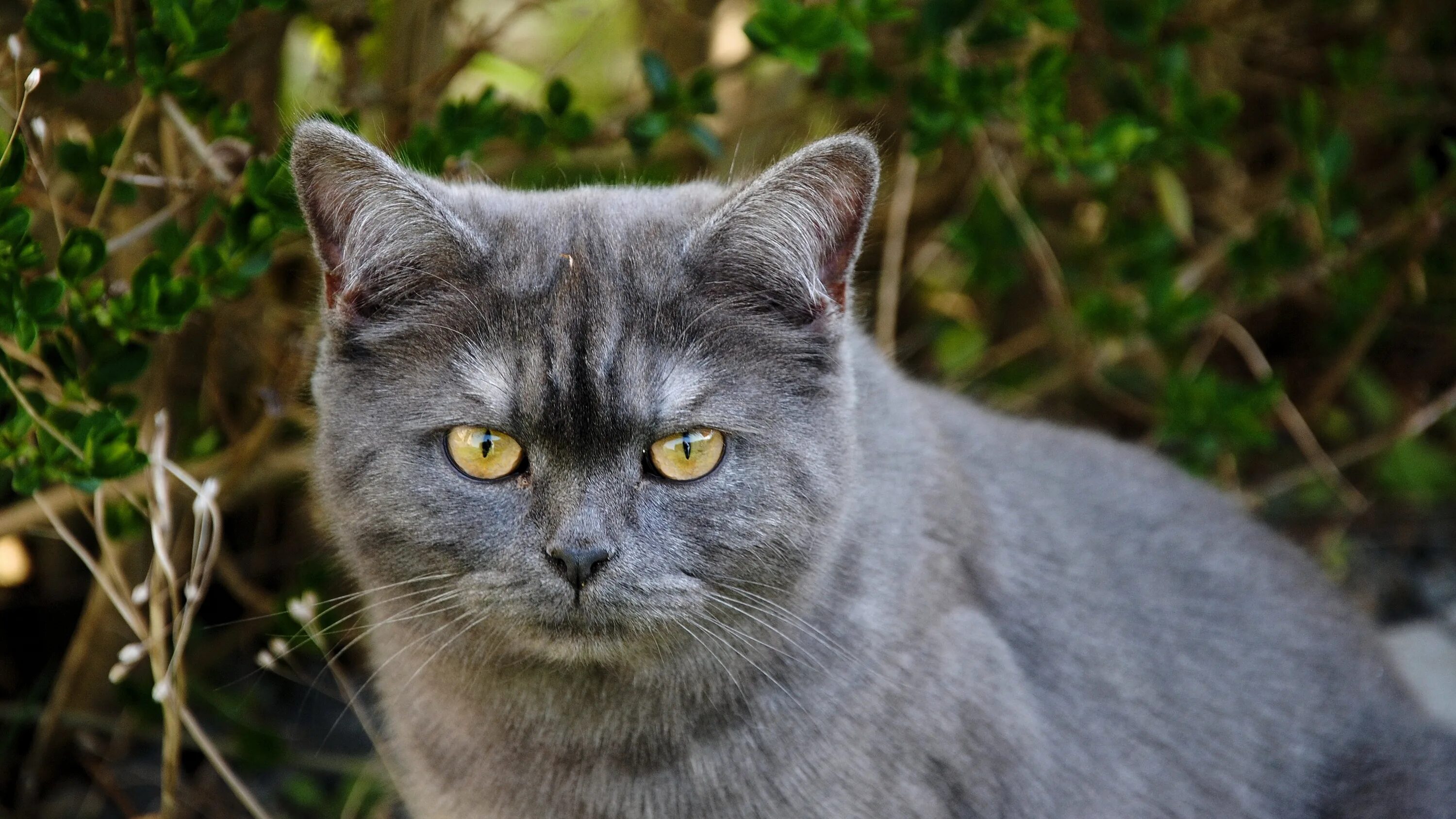 Порода серой кошки с серыми глазами. Шартрез кот полосатый. Шартрез порода кошек. Серый гладкошерстный кот. Кошка серая.