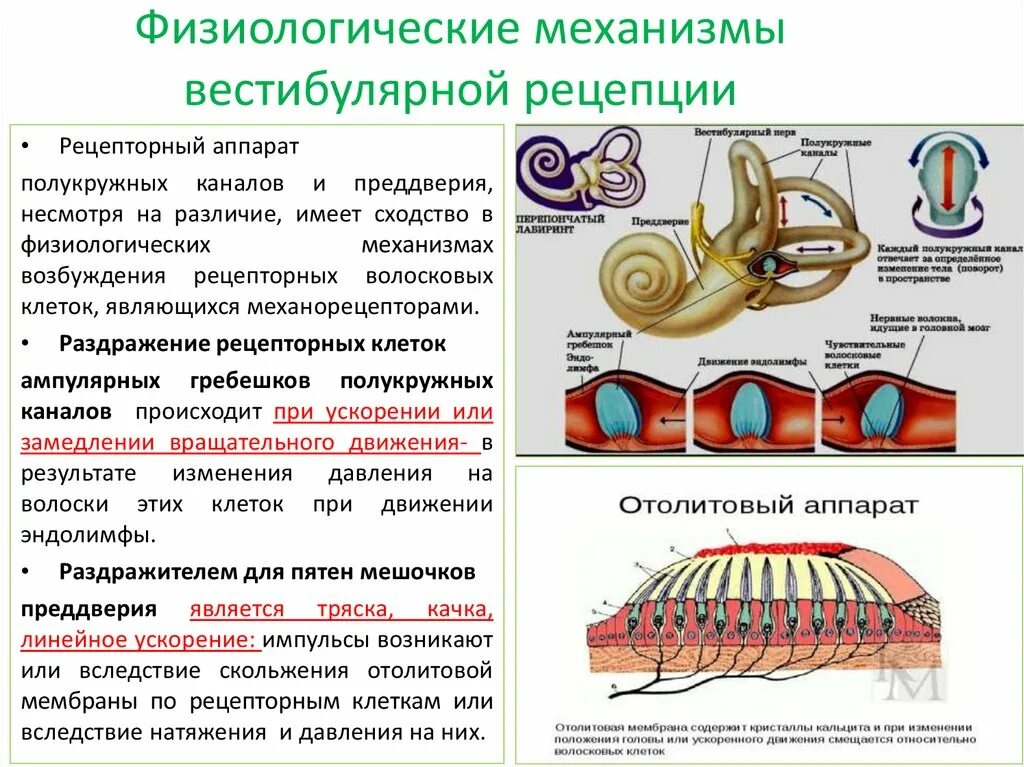 Вестибулярный аппарат отолитовый аппарат. Отолитовый аппарат вестибулярного анализатора. Механизм вестибулярной рецепции. Вестибулярный анализатор физиология.