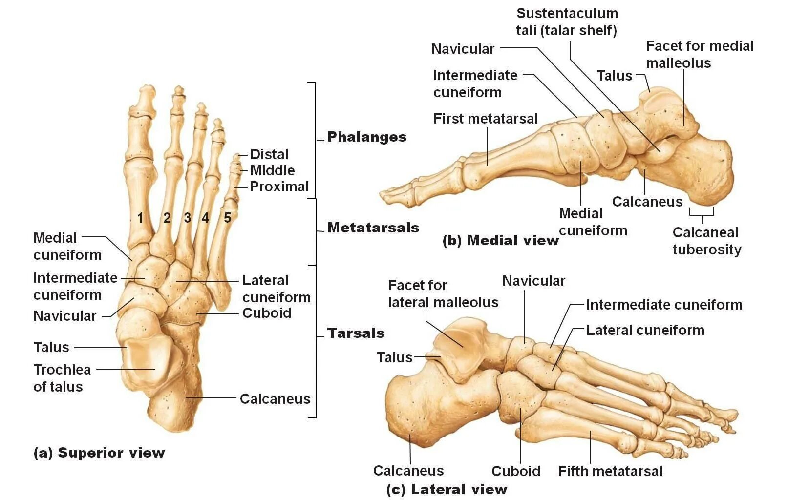 Кости подошвы. Кости стопы человека анатомия. Стопа анатомия строение кости. Кубовидная кость стопы анатомия. Строение стопы анатомия латынь.