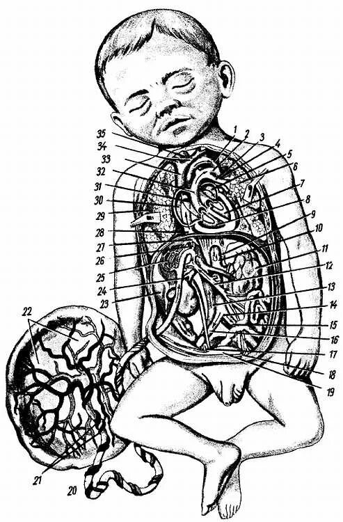 Строение брюшной стенки анатомия. Пупочное кольцо анатомия схема. Строение пупка. Послойное строение пупка. Послойное строение пупочной области.