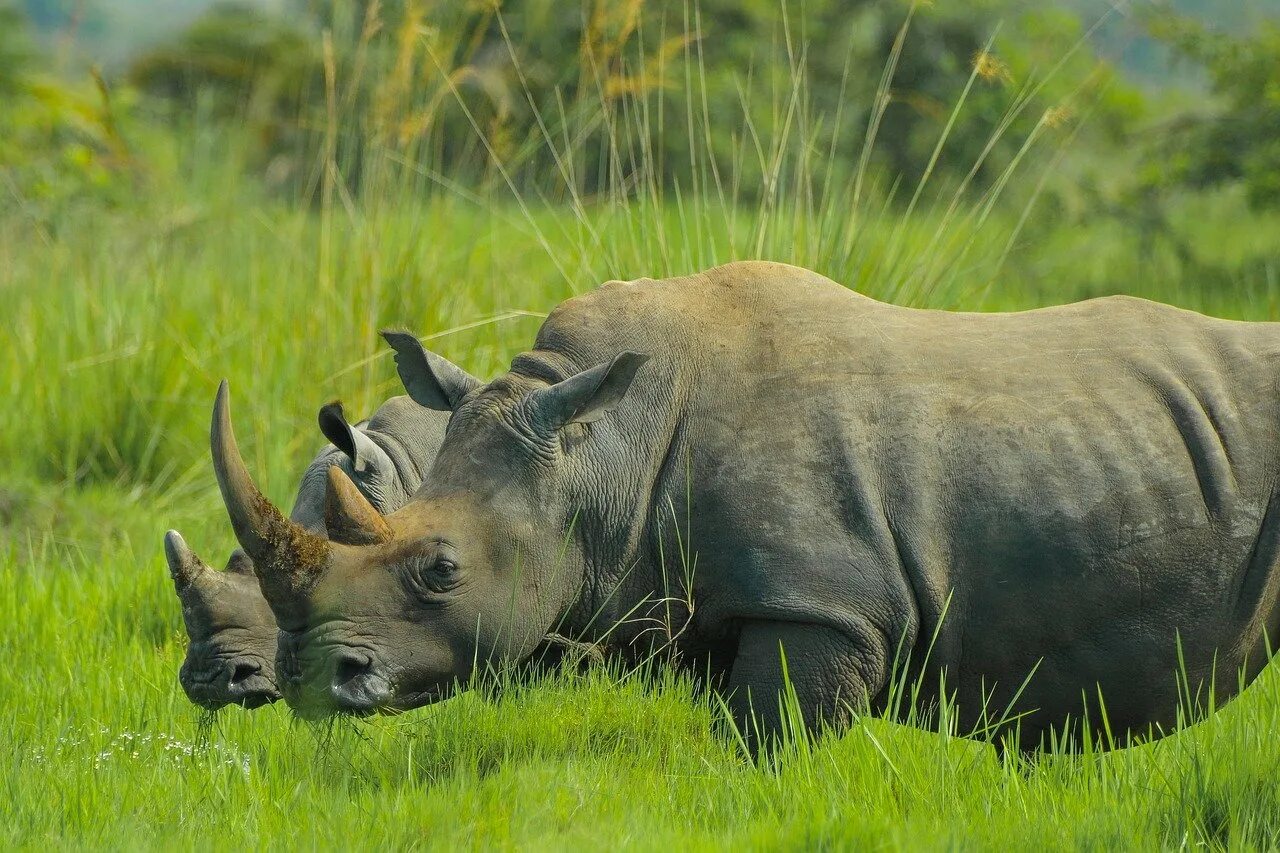 Носороги живут в лесу. Фауна Танзании носороги. Ziwa Rhino Sanctuary. Носорог Уганда. Западноафриканский черный носорог.