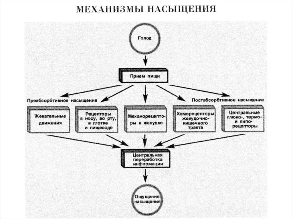 Механизм голода. Шкала голода и насыщения. Системные механизмы голода и насыщения. Дневник голода и насыщения. Чувство голода и насыщения таблица.