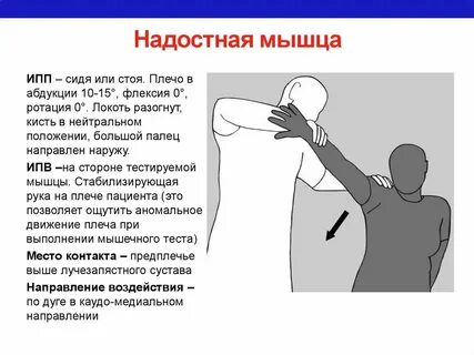 Поднятие руки в плечевом суставе обеспечивает