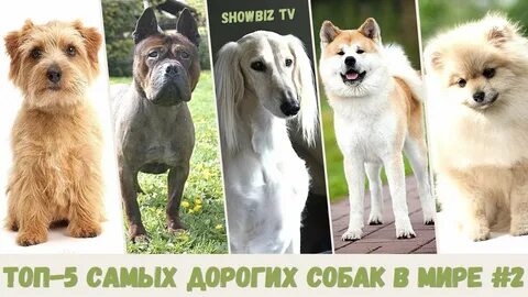 Топ 5 собак