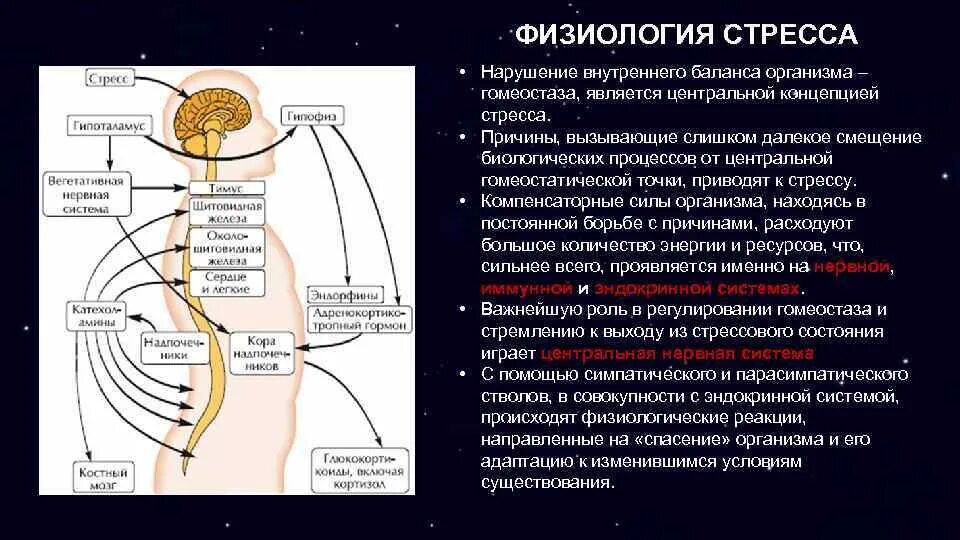 Основные причины нарушения нервной системы. Физиология стресса. Физиологические механизмы стресса. Физиологические причины стресса. Стресс реакция физиология.