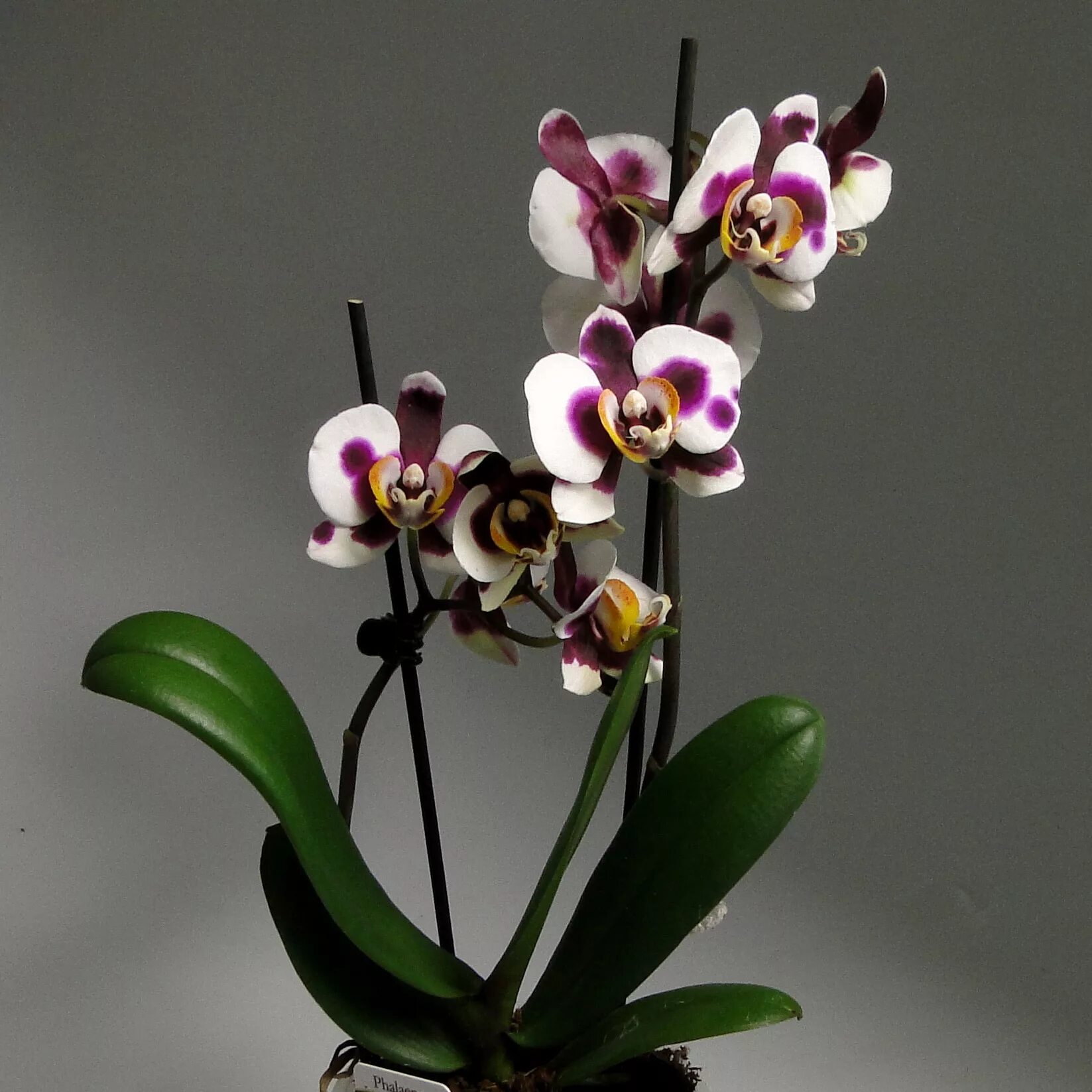 Купить орхидею в саратове. Орхидея фаленопсис. Орхидея Phalaenopsis. Фаленопсис 2 ст. Фаленопсис Armion.