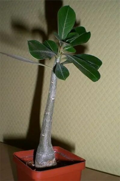 адениум обесум анук. адениум бонсай. растение с утолщенным стеблем. фикус – ficus irregularis ‘sunspray’. детка на цветоносе фаленопсиса.
