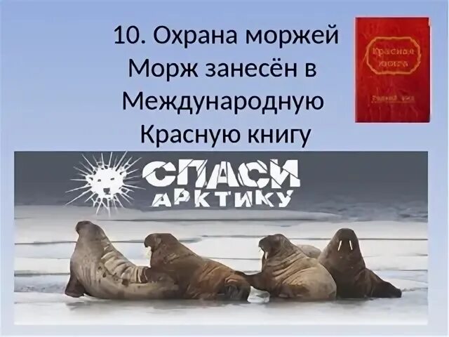 Книга морж