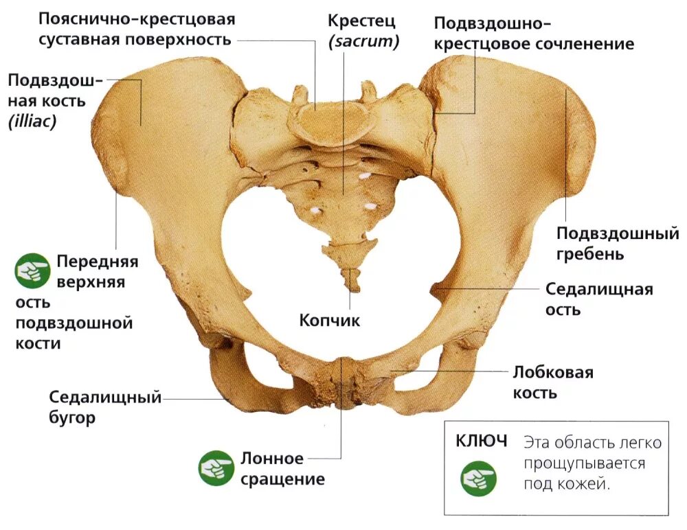 Строение крестцово подвздошного сочленения. Крестцово копчиковый сустав строение. Кт крестцово-подвздошных сочленений. Кости таза анатомия человека. Обществе 3 ость