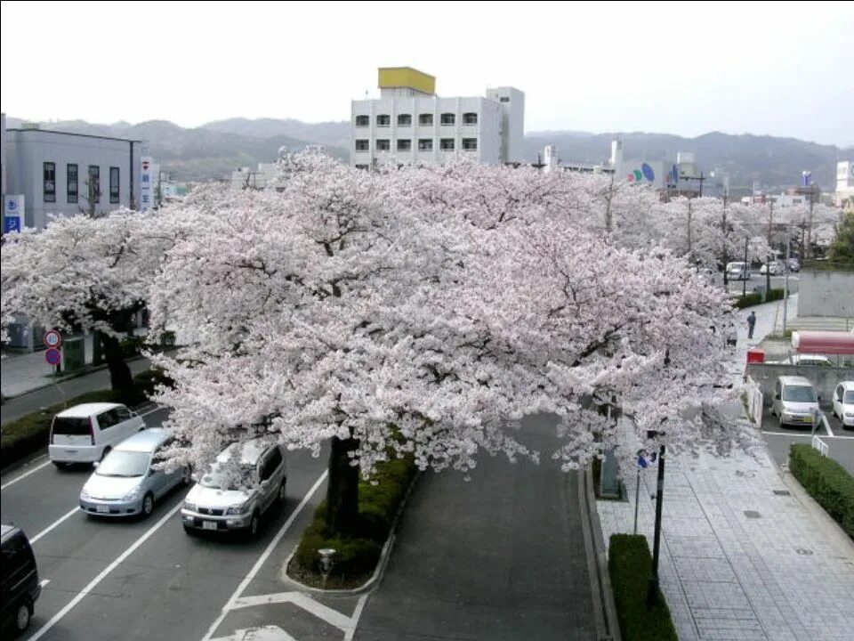Ая сакура. Саппоро Япония цветение Сакуры. Сакура кустовая "Ханами". Окинава (остров) цветет Сакура. Красивые места в Японии цветении Сакуры Токио.