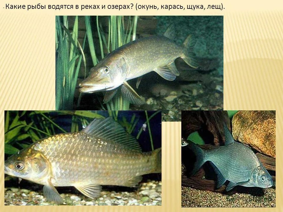 Какая рыба водится в озере. Рыбы обитающие в Озерах. Рыбы обитающие в Озерах России. Рыба которая водится в озере. Обитатели реки Волга.
