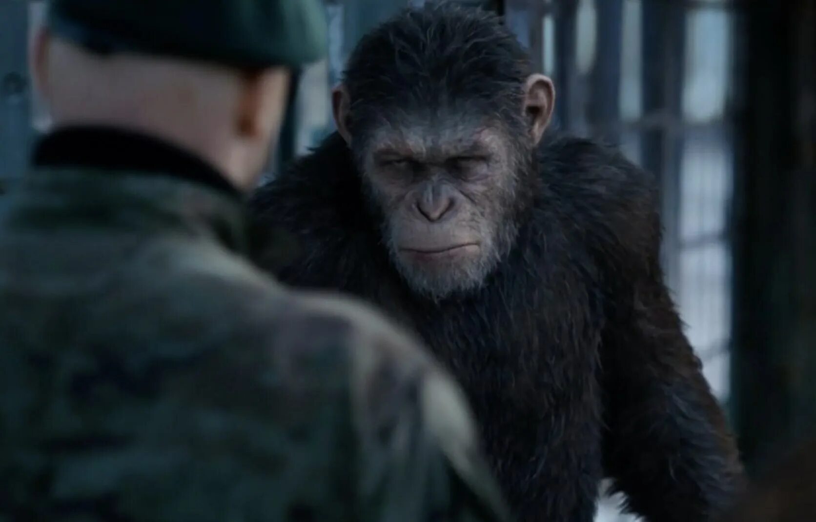 последняя обезьян