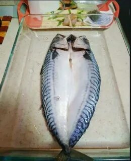Скумбрия отряд