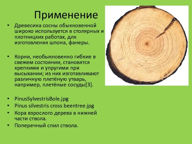 Применение хвойной. Применение древесины. Древесина используется. Древесина сосна применяется. Качество древесины.